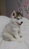 Additional photos: We offer for sale puppies of the Siberian Husky breed. From wonderful parents,