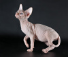 Photo №2 to announcement № 8928 for the sale of sphynx-katze - buy in Ukraine from nursery, breeder