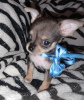 Photo №2 to announcement № 9547 for the sale of chihuahua - buy in Ukraine private announcement, breeder