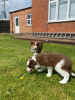 Additional photos: Border Collie Puppies