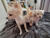 Additional photos: Two long-haired chihuahua puppies