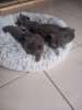 Photo №2 to announcement № 89440 for the sale of british shorthair - buy in Germany from nursery, from the shelter, breeder