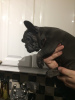 Photo №3. Vaccinated French Bulldog puppies available now for sale. Germany