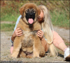 Photo №2 to announcement № 123602 for the sale of caucasian shepherd dog - buy in Serbia breeder