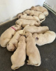 Photo №1. golden retriever - for sale in the city of Helsinki | 350$ | Announcement № 127512