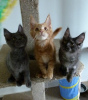 Photo №2 to announcement № 27843 for the sale of maine coon - buy in Romania breeder