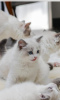 Additional photos: Pedigree Ragdoll kittens champion parents