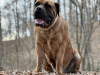 Additional photos: South African Boerboel Mastiff puppies