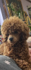 Photo №3. Toy Poodle puppies for sale. Serbia