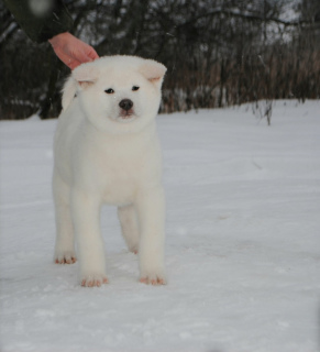 Photo №2 to announcement № 5054 for the sale of akita - buy in Russian Federation breeder