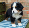 Photo №1. bernese mountain dog - for sale in the city of Stockholm | negotiated | Announcement № 96291