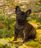 Photo №4. I will sell french bulldog in the city of Москва. breeder - price - 1419$