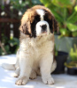 Photo №4. I will sell st. bernard in the city of Belgorod. private announcement - price - negotiated