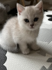 Photo №2 to announcement № 43453 for the sale of british shorthair - buy in Poland breeder