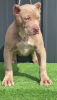 Additional photos: American bully puppies