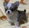 Photo №2 to announcement № 125007 for the sale of chihuahua - buy in Finland private announcement