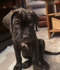 Photo №2 to announcement № 111324 for the sale of cane corso - buy in Germany private announcement