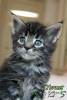 Photo №4. I will sell maine coon in the city of St. Petersburg. private announcement, from nursery, breeder - price - 762$