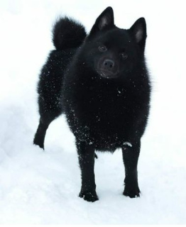 Photo №1. schipperke - for sale in the city of Kharkov | 600$ | Announcement № 5505