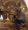 Additional photos: Dachshund puppies for sale