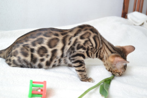 Photo №4. I will sell bengal cat in the city of Brest. breeder - price - 244$