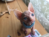 Photo №4. I will sell sphynx cat in the city of Аугсбург.  - price - Is free