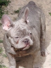 Photo №4. I will sell french bulldog in the city of Srbobran. breeder - price - negotiated