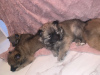 Additional photos: Vaccinated Pomeranian Puppies available for sale