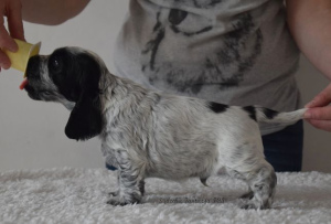 Photo №1. english springer spaniel - for sale in the city of Nowy Sącz | 765$ | Announcement № 838
