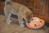 Photo №4. I will sell shiba inu in the city of Helsinki. private announcement - price - Is free