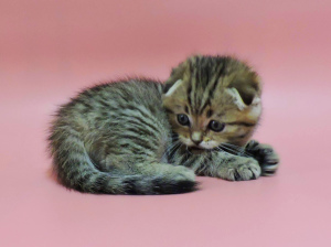 Photo №3. Scottish kittens. Scottish Fold Tabby Boy.. Ukraine