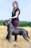 Additional photos: Cane Corso puppies