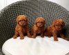 Photo №1. poodle (toy) - for sale in the city of Grenchen | 423$ | Announcement № 44892