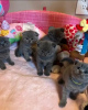 Photo №1. british shorthair - for sale in the city of Амстердам | 264$ | Announcement № 124252