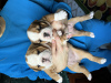 Additional photos: English bulldog puppies for sale