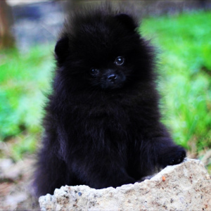 Additional photos: St. Petersburg. Kennel RKF Zolotko Moy offers puppies of breed Pomeranian Spitz