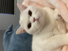 Photo №2 to announcement № 76381 for the sale of british shorthair - buy in Turkey private announcement