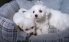 Photo №4. I will sell bichon frise in the city of Vilnius. private announcement - price - 370$