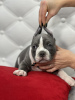 Additional photos: American Bully puppies