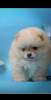 Additional photos: Purebred Pomeranian puppies