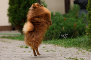 Photo №2 to announcement № 4111 for the sale of german spitz - buy in Russian Federation breeder