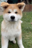 Photo №2 to announcement № 20511 for the sale of akita - buy in Ukraine private announcement
