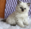 Photo №1. ragdoll - for sale in the city of New York Mills | 280$ | Announcement № 104312