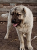 Photo №3. Caucasian Shepherd Puppies. Russian Federation