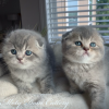 Photo №1. scottish fold - for sale in the city of Hille | 350$ | Announcement № 125114