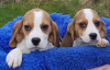 Photo №3. Purebred Beagle puppies now available. Germany