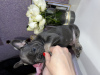 Photo №4. I will sell french bulldog in the city of Almaty. private announcement - price - 280000$