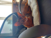 Photo №1. abyssinian cat - for sale in the city of Warsaw | negotiated | Announcement № 44920