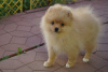 Photo №2 to announcement № 55956 for the sale of pomeranian - buy in Russian Federation breeder