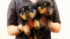 Photo №1. rottweiler - for sale in the city of Duisburg | 581$ | Announcement № 122793